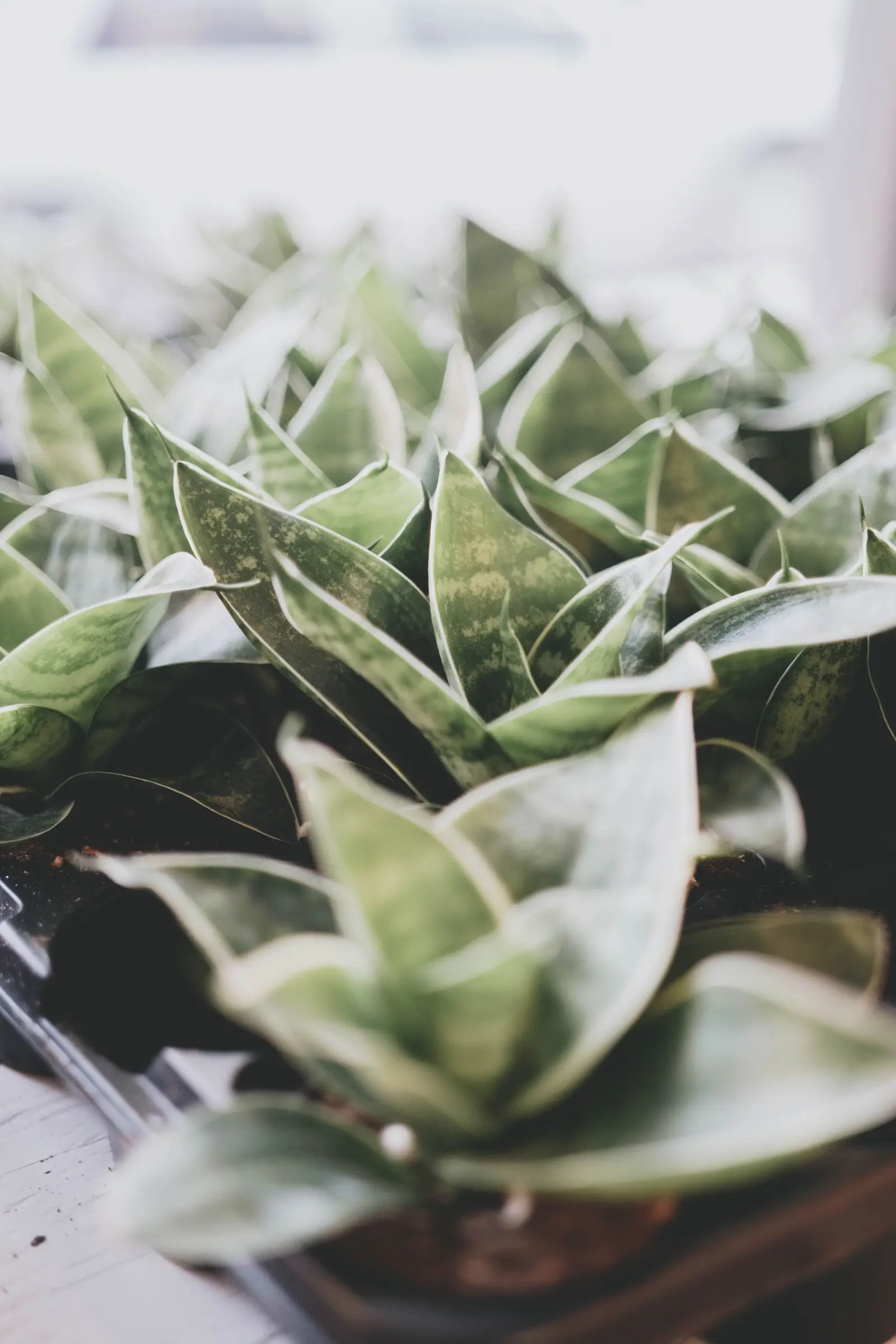 A detailed close-up of green snake plants (Sansevieria) in pots with soft focus lighting.