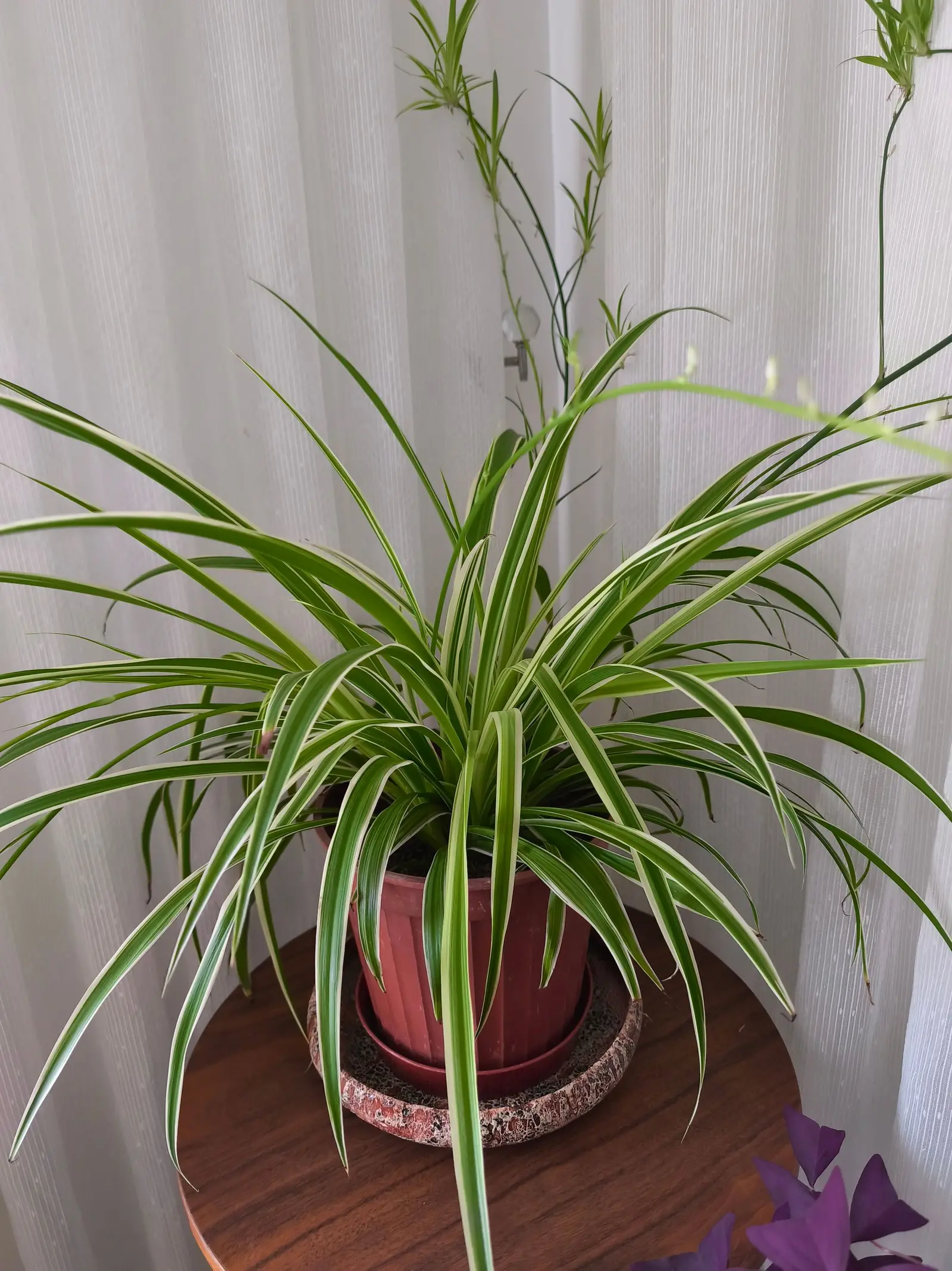 A healthy spider plant with long, green leaves in a pot on a wooden table indoors.