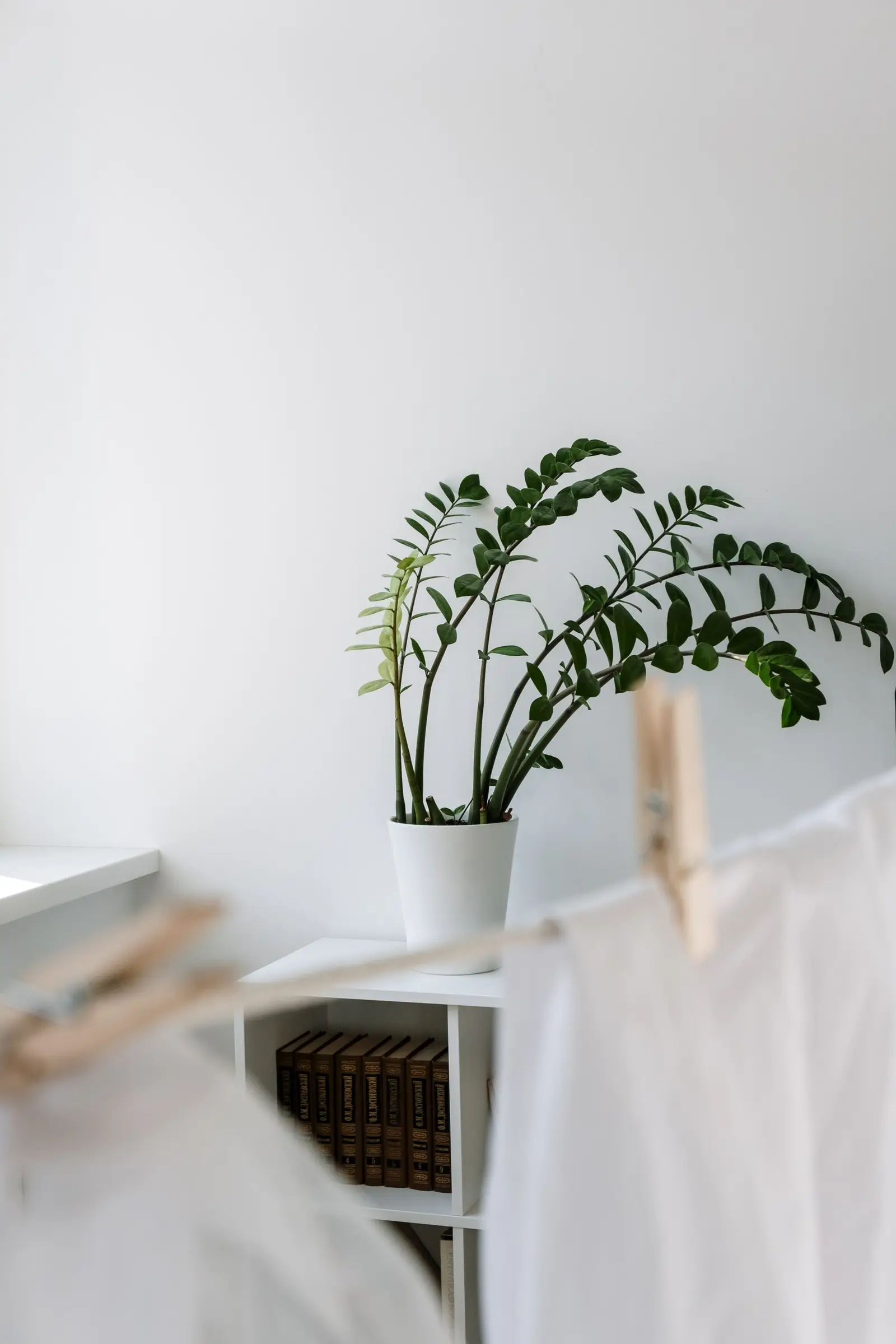 Bright minimalist interior featuring a potted ZZ plant on a shelf with books and hanging cloth pieces.