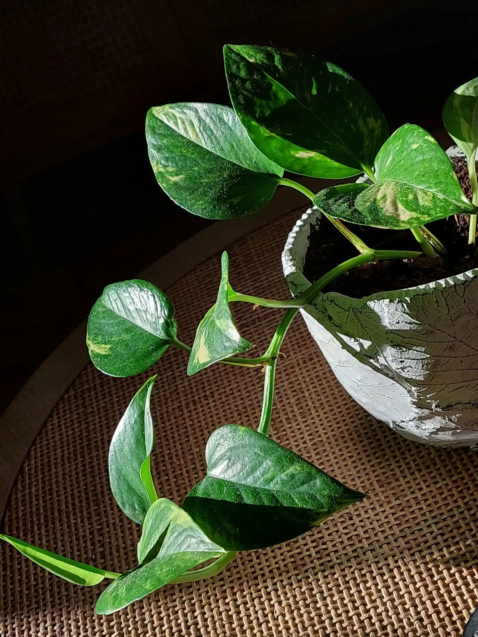 Close-up of a lush Pothos plant in a textured pot, bathed in natural sunlight.
