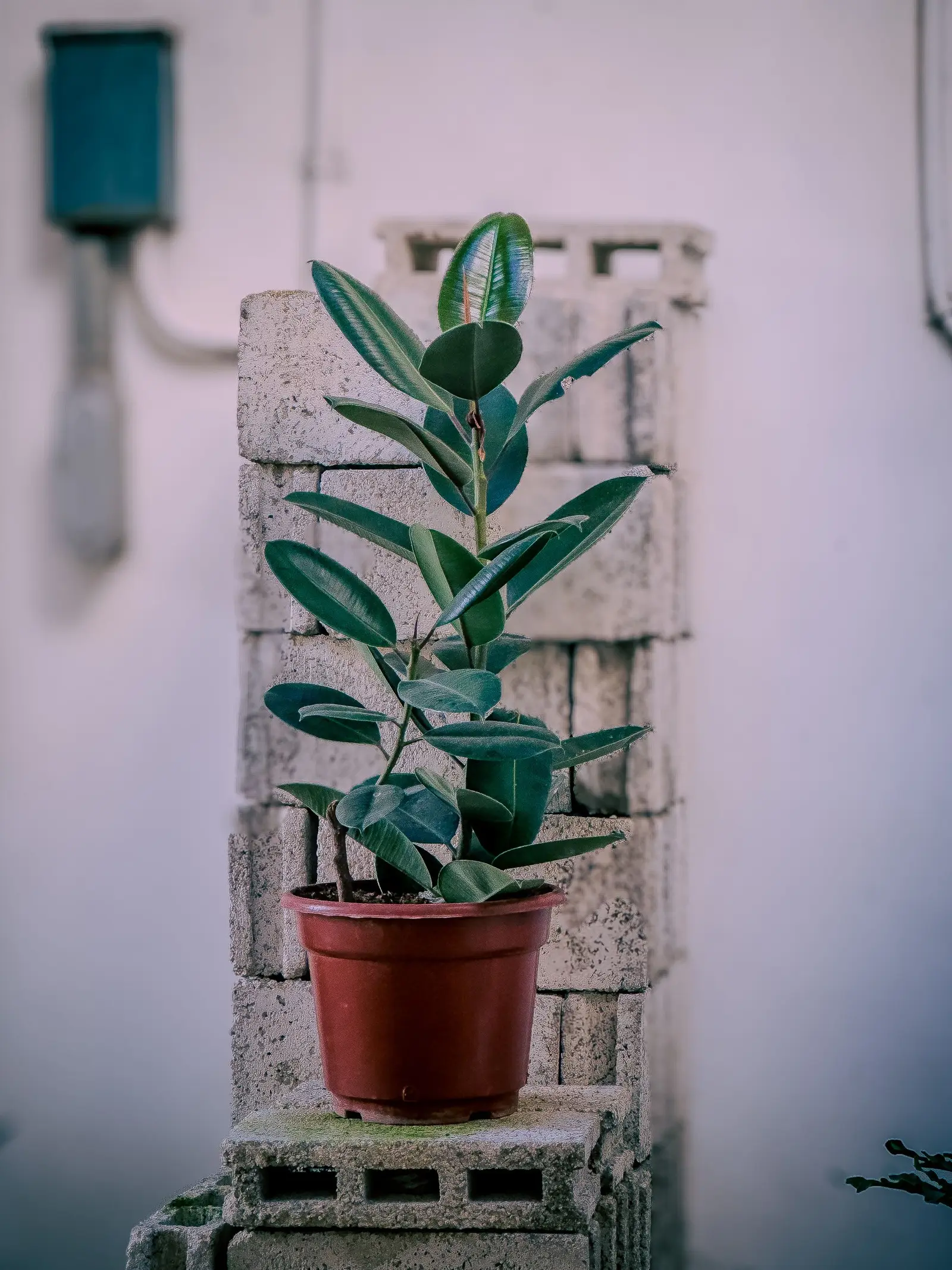 Indoor rubber plant with green leaves in a pot placed on a brick wall, offering a minimalist decor vibe.