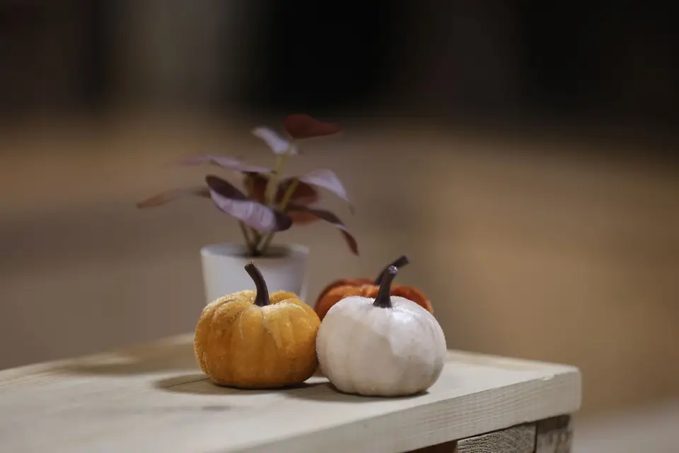 Cozy autumn setup with mini pumpkins and potted plant on wooden table indoors.