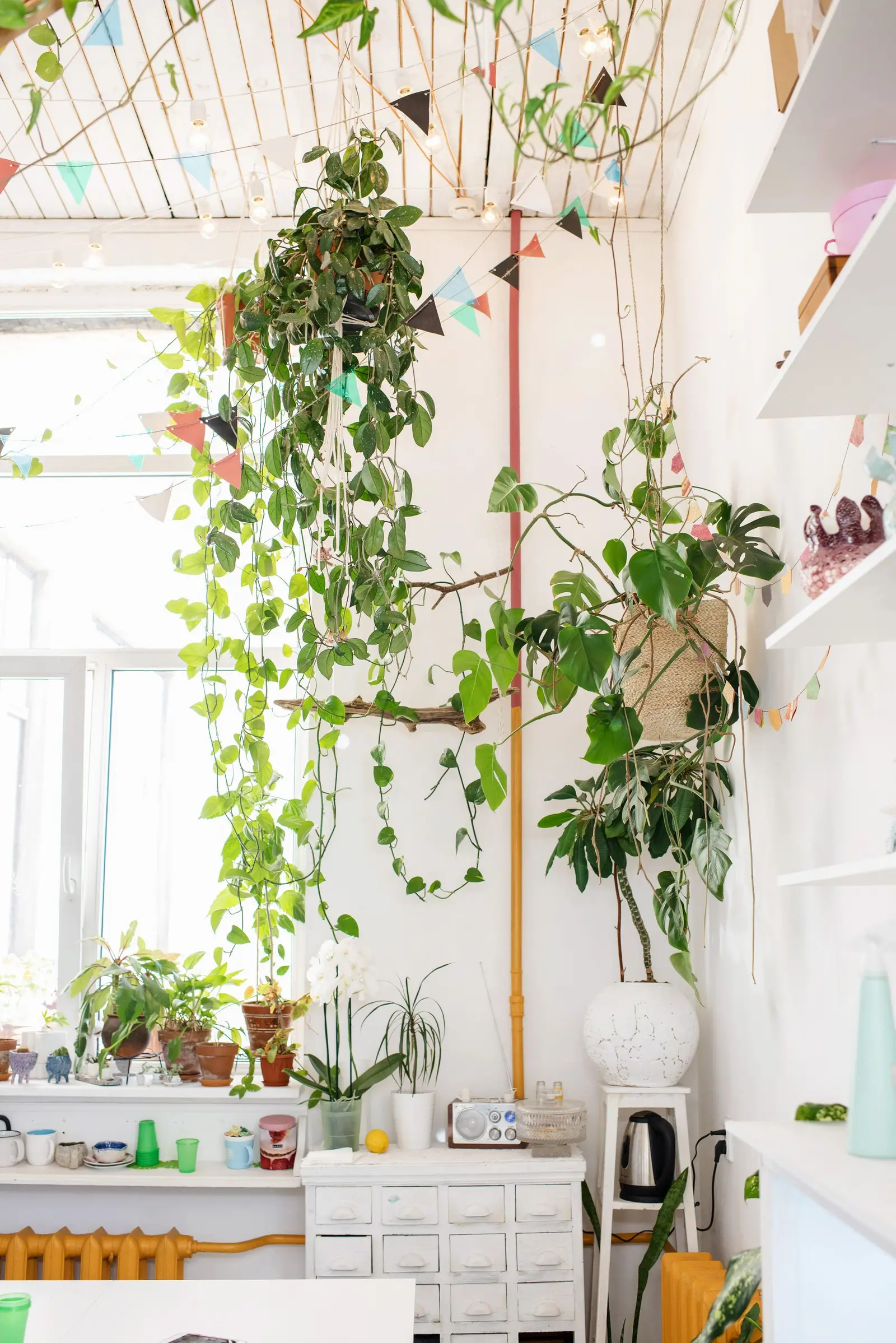 A well-lit interior with hanging vines and vibrant indoor plants.