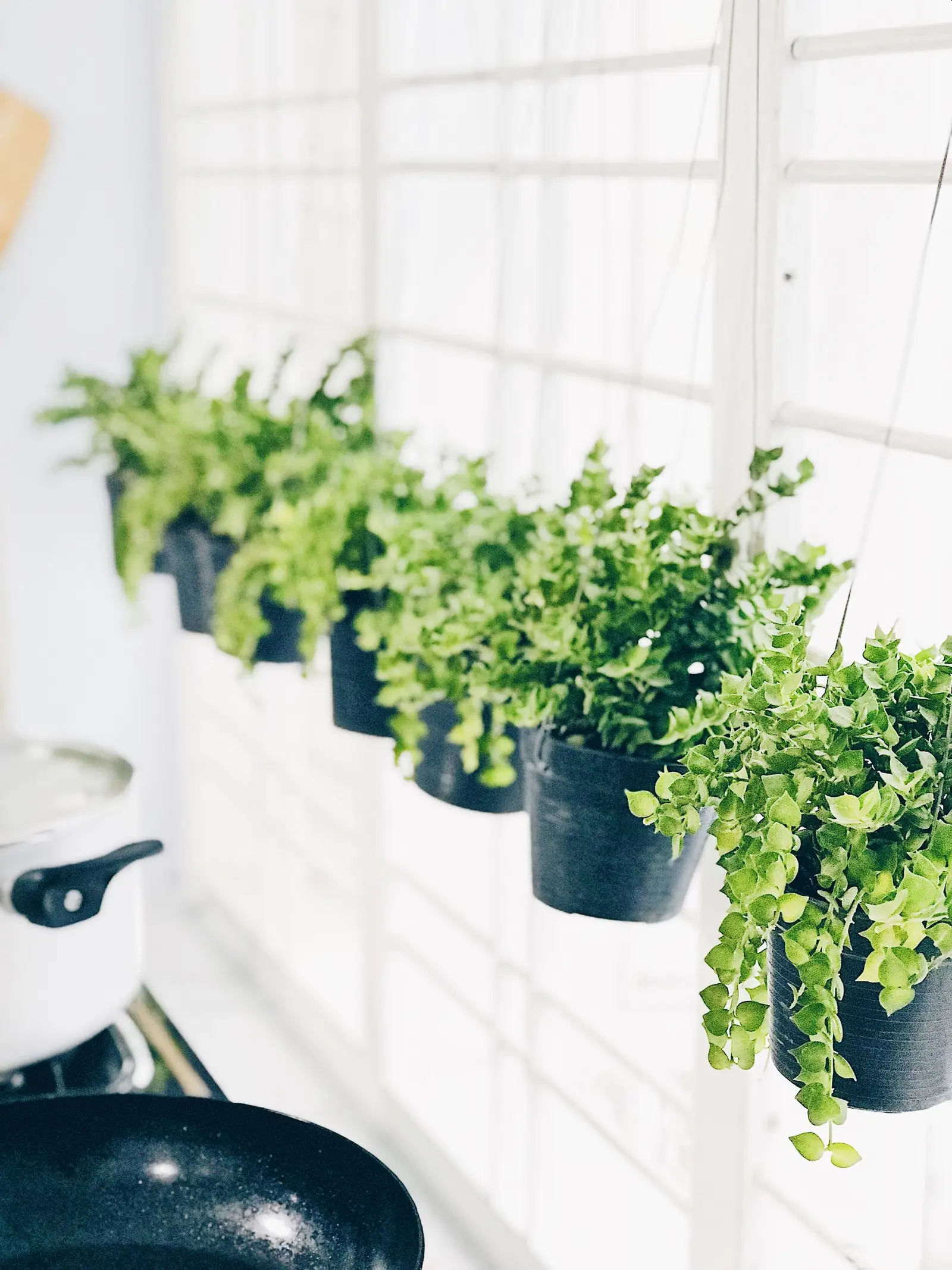 Bright and airy kitchen with hanging green plants in black pots by the window.