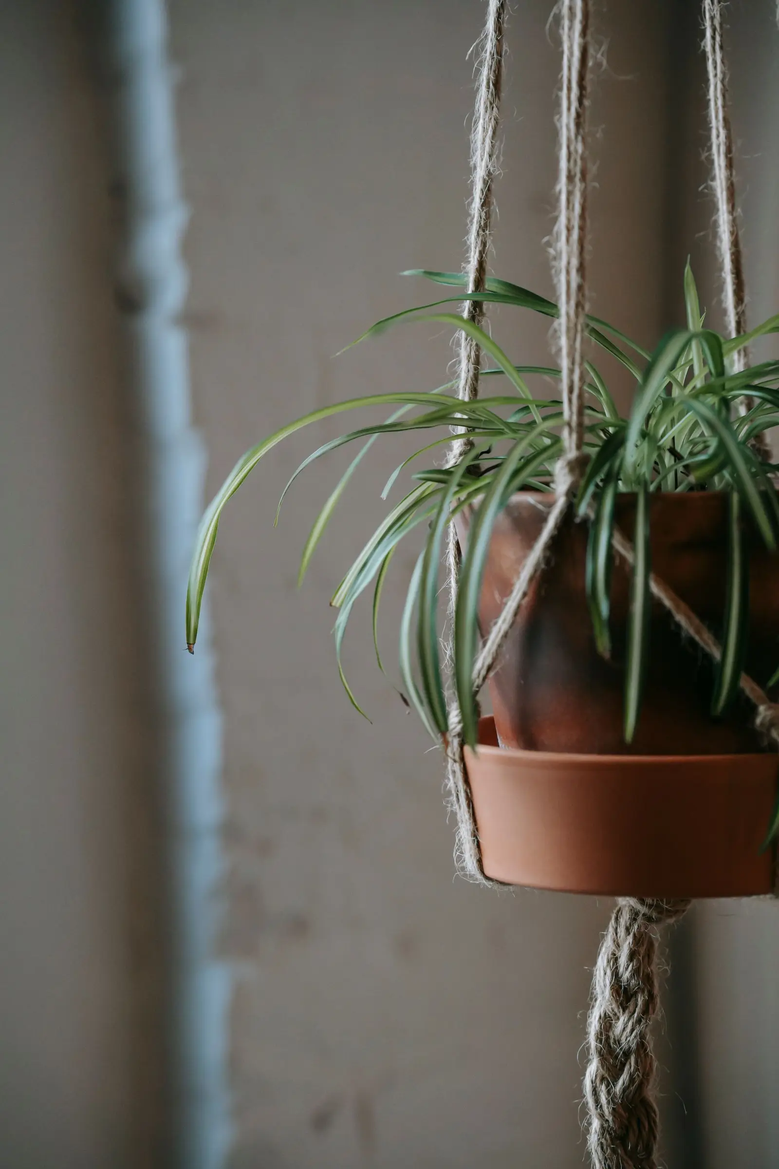 Plant with long green leaves growing in clay pot hanging on rope on wall in building