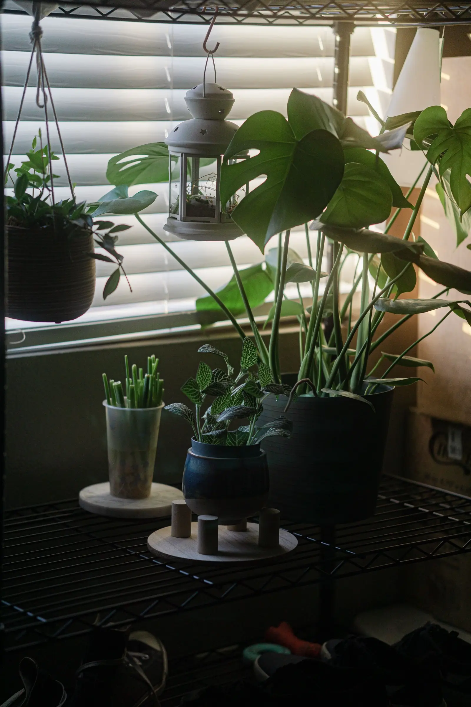 A cozy indoor plant setup with assorted greenery on shelves, lit by natural light.