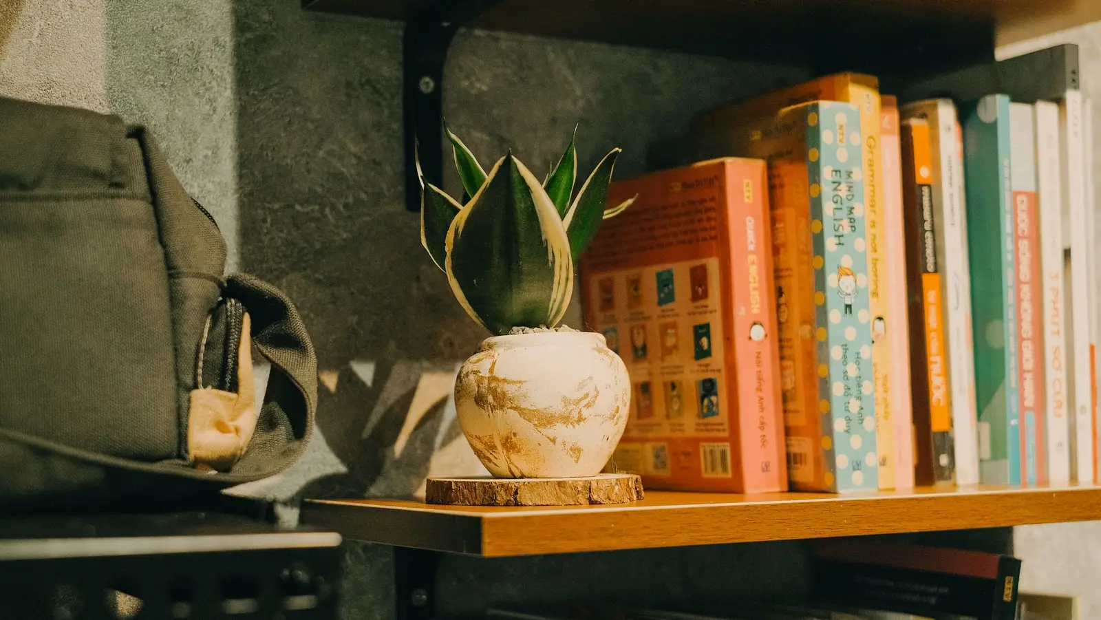 A serene bookshelf scene featuring a potted plant and a collection of books.
