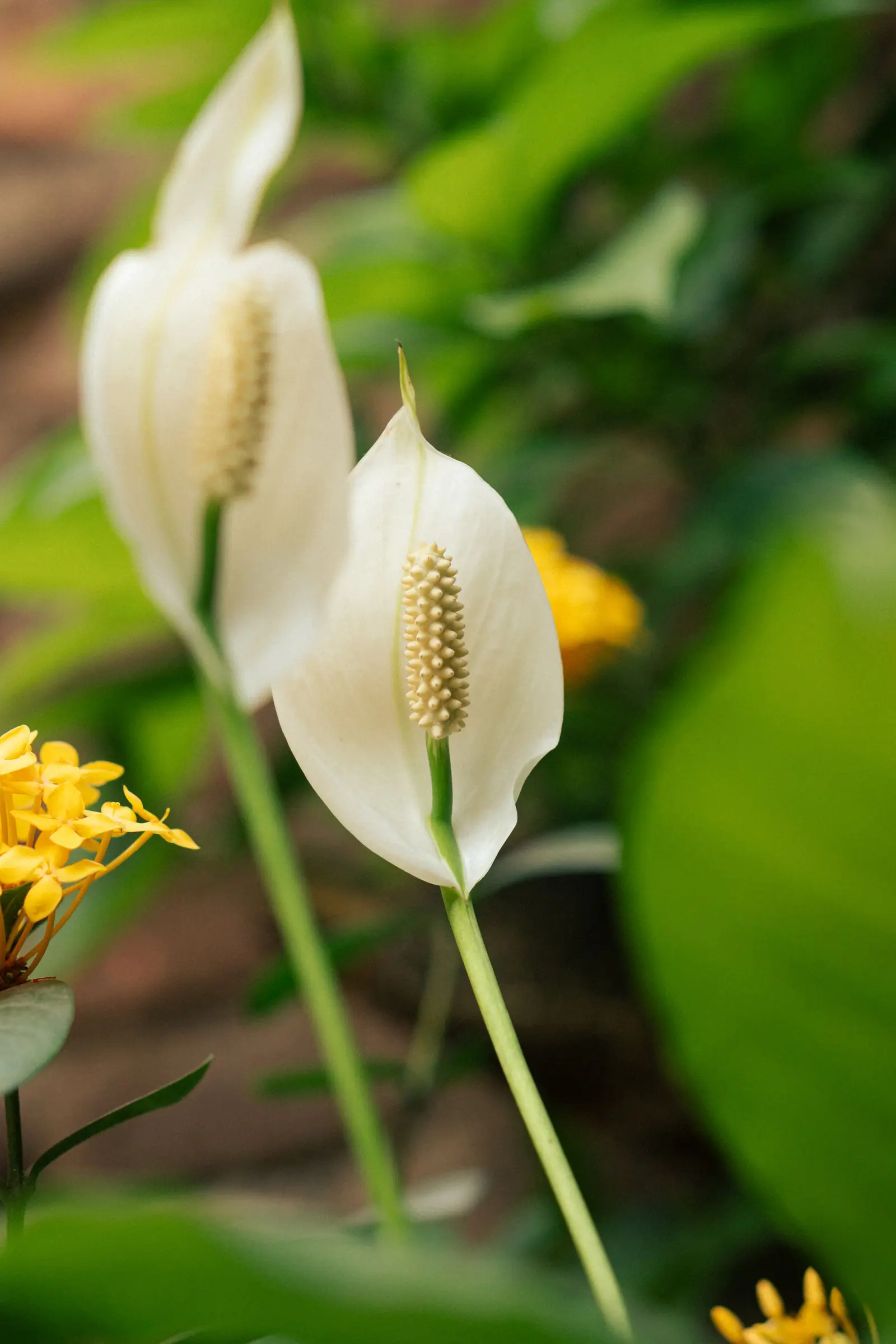 A close-up of beautiful white peace lilies with lush green foliage, perfect for serene garden aesthetics.