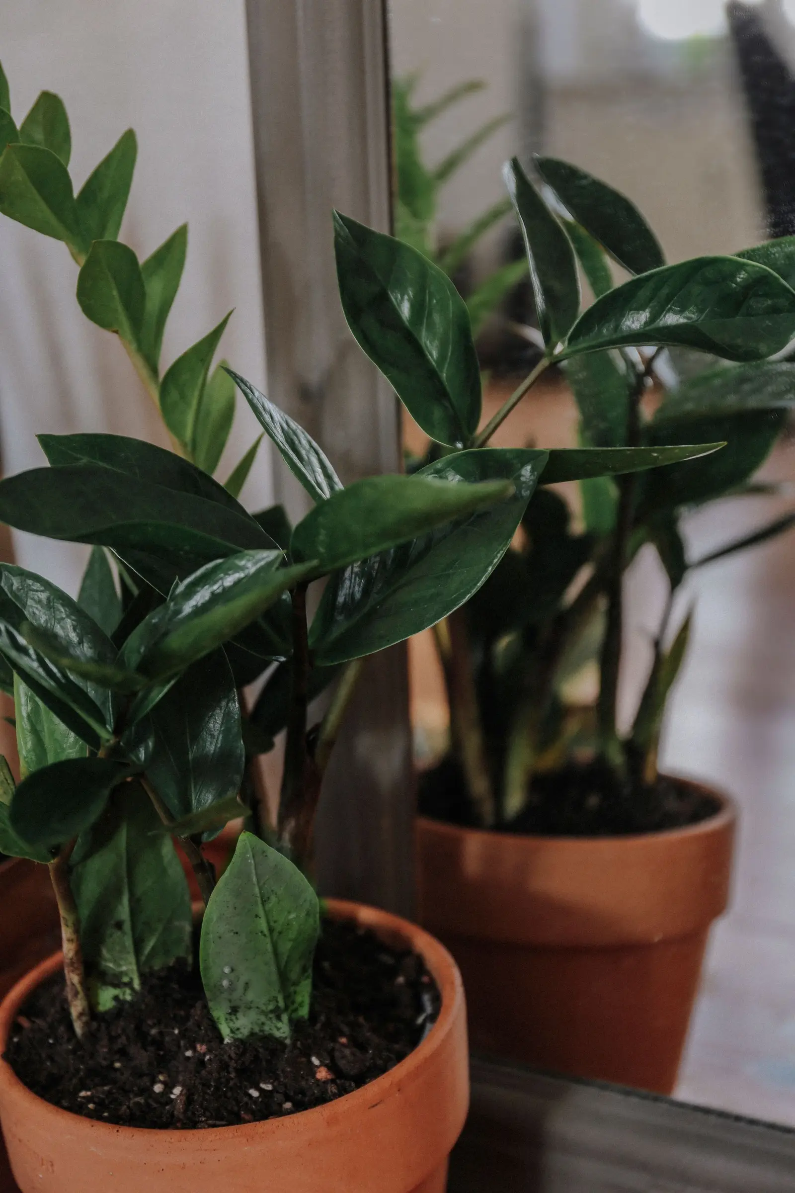 A Zamioculcas plant in a terracotta pot, reflected by a mirror indoors.