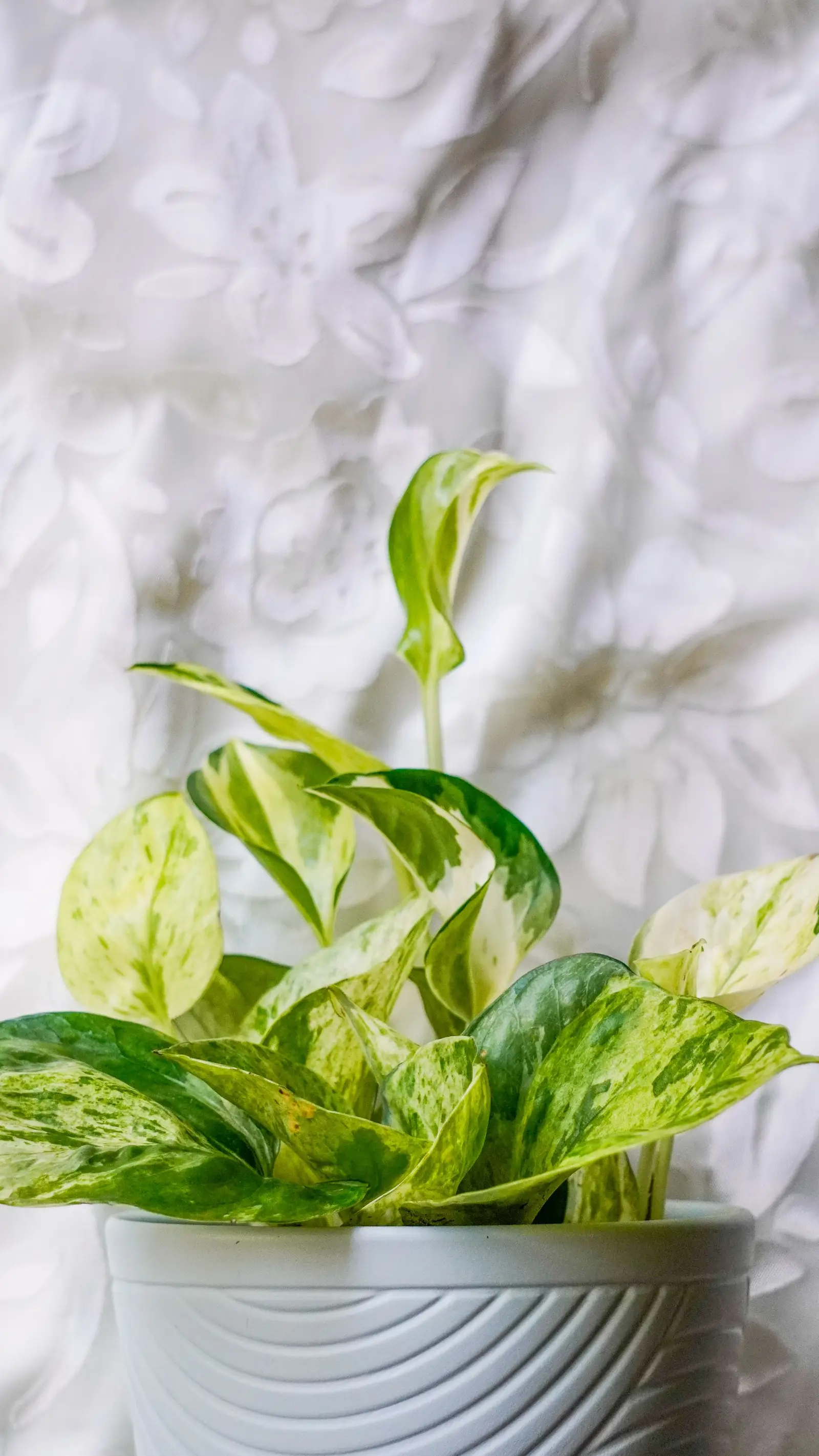 Close-up of a variegated Pothos plant in a stylish pot with a delicate floral background.