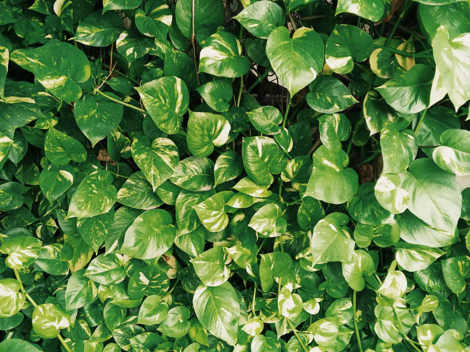 Dense cluster of vibrant green Golden Pothos leaves showcasing rich textures and patterns.