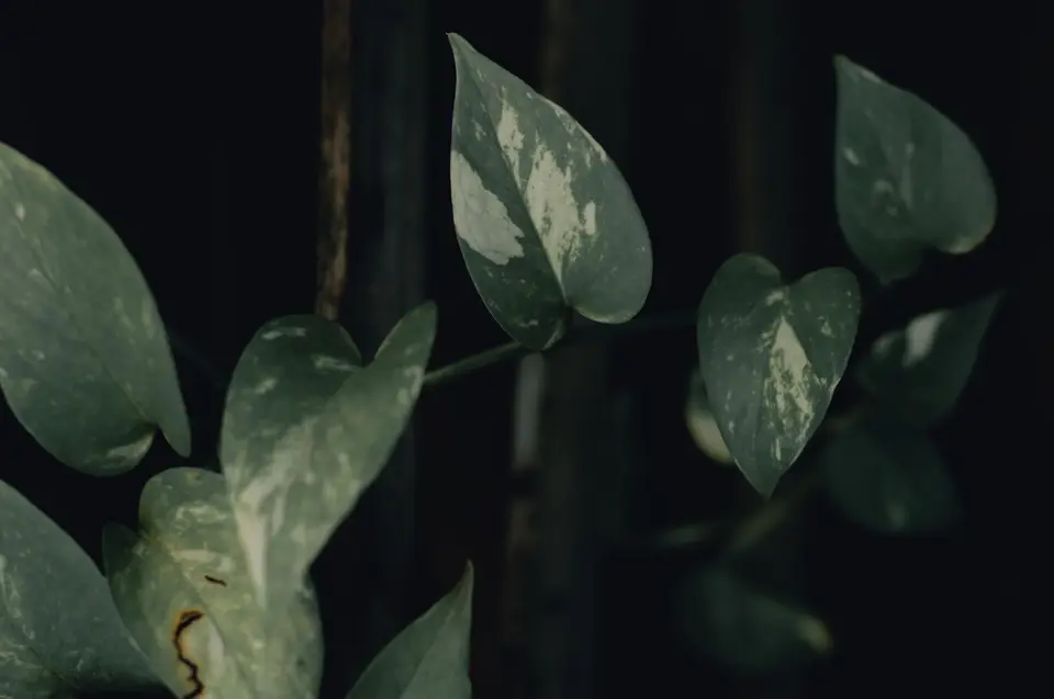 Detailed view of pothos leaves with variegated patterns, captured in moody lighting.