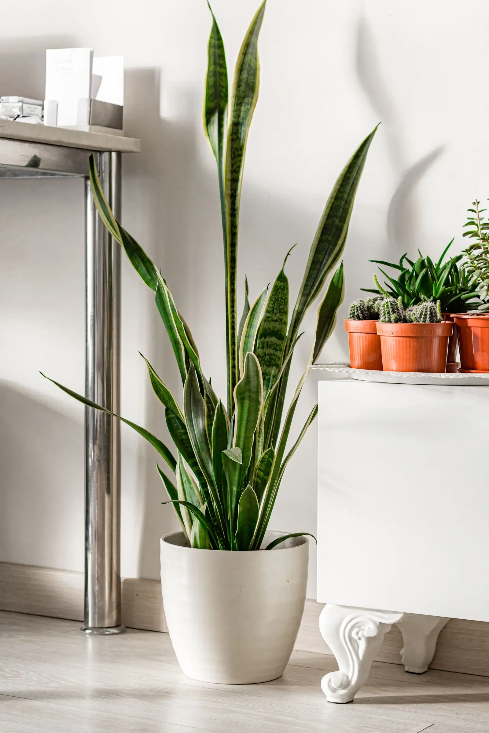 Stylish indoor setup featuring snake plant and cacti on a white cabinet.