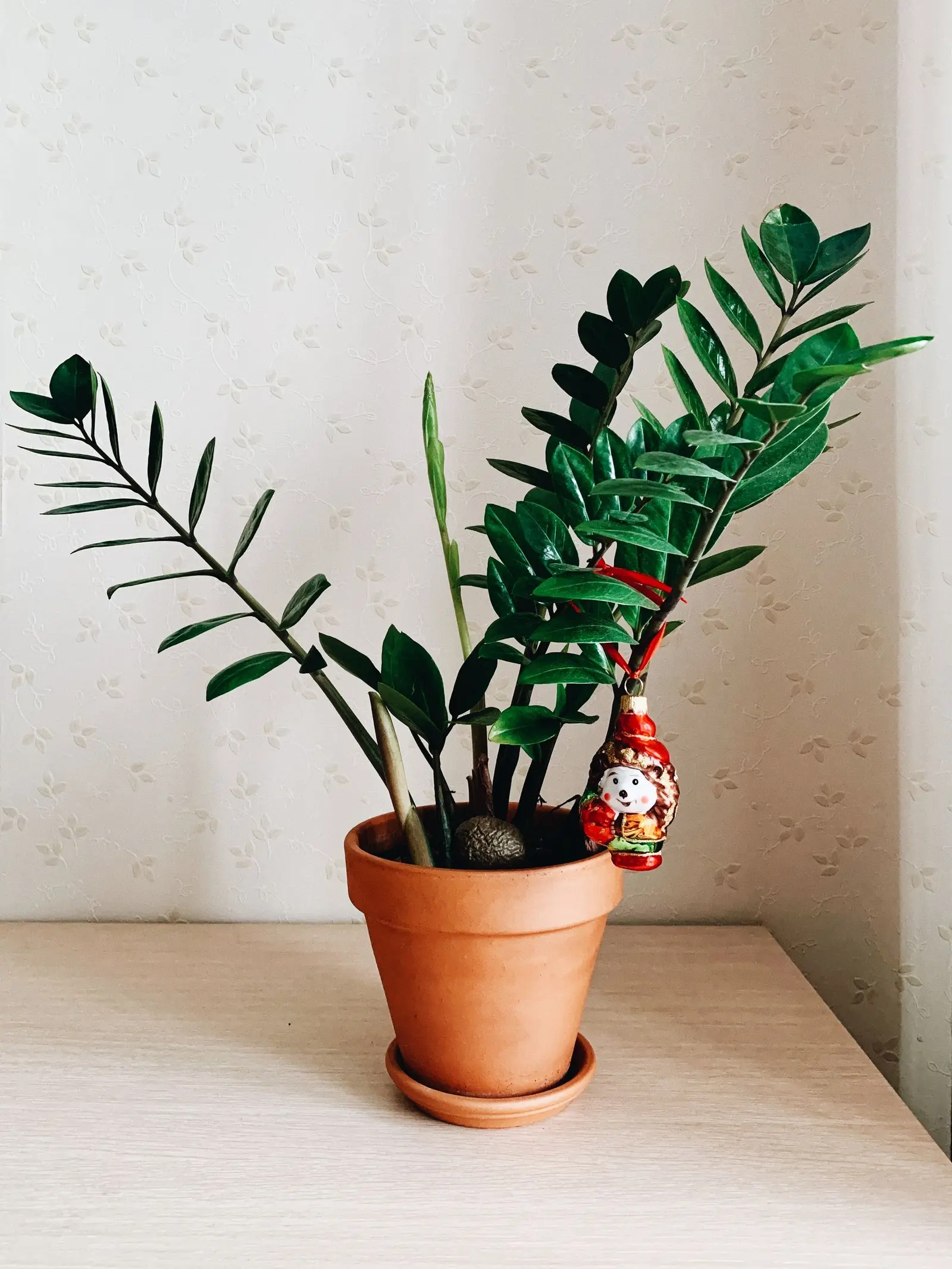 Stylish indoor Zamioculcas plant in a clay pot with a decorative ornament.