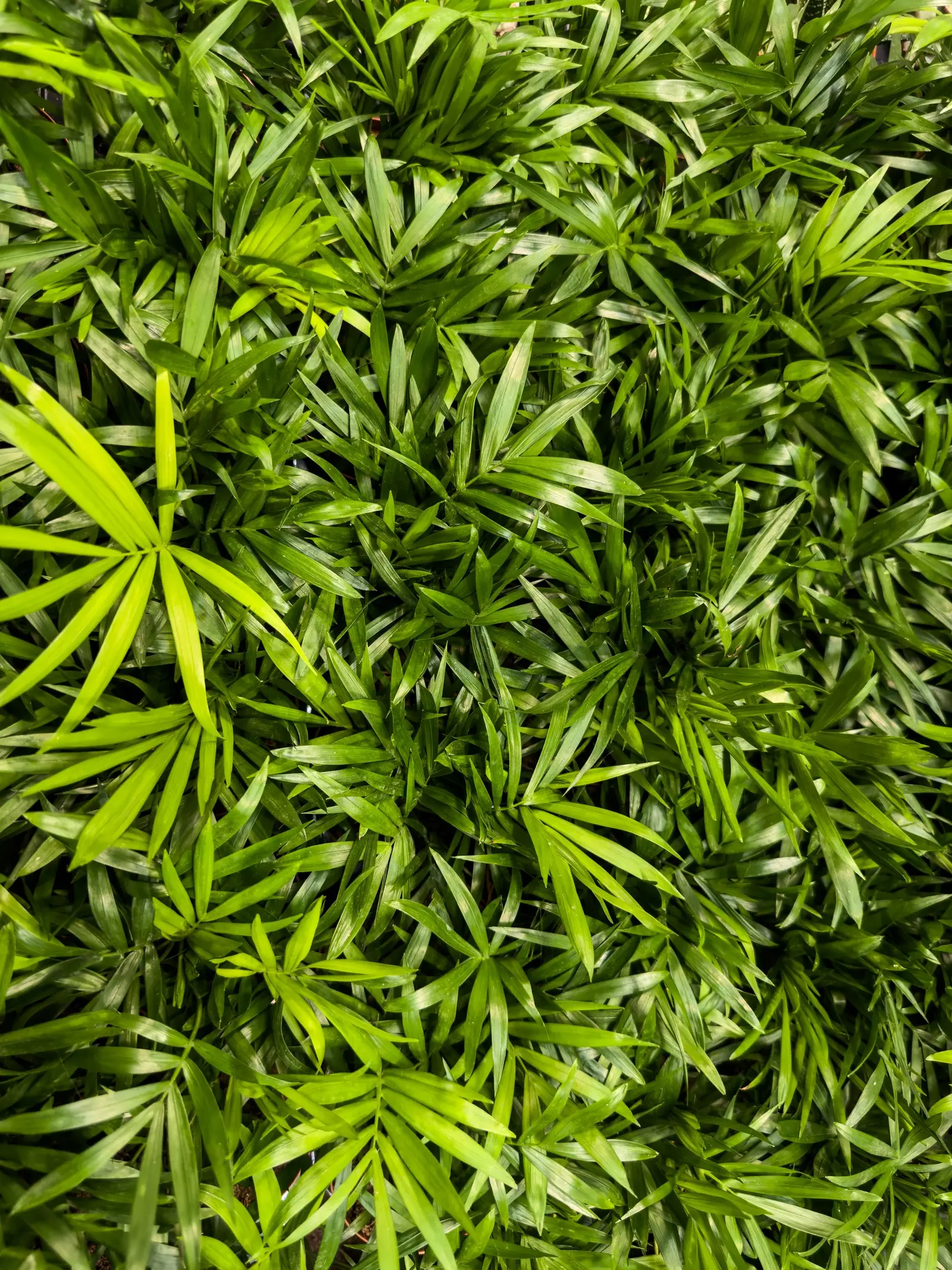 Close-up view of lush Chamaedorea Elegans, highlighting rich green foliage.