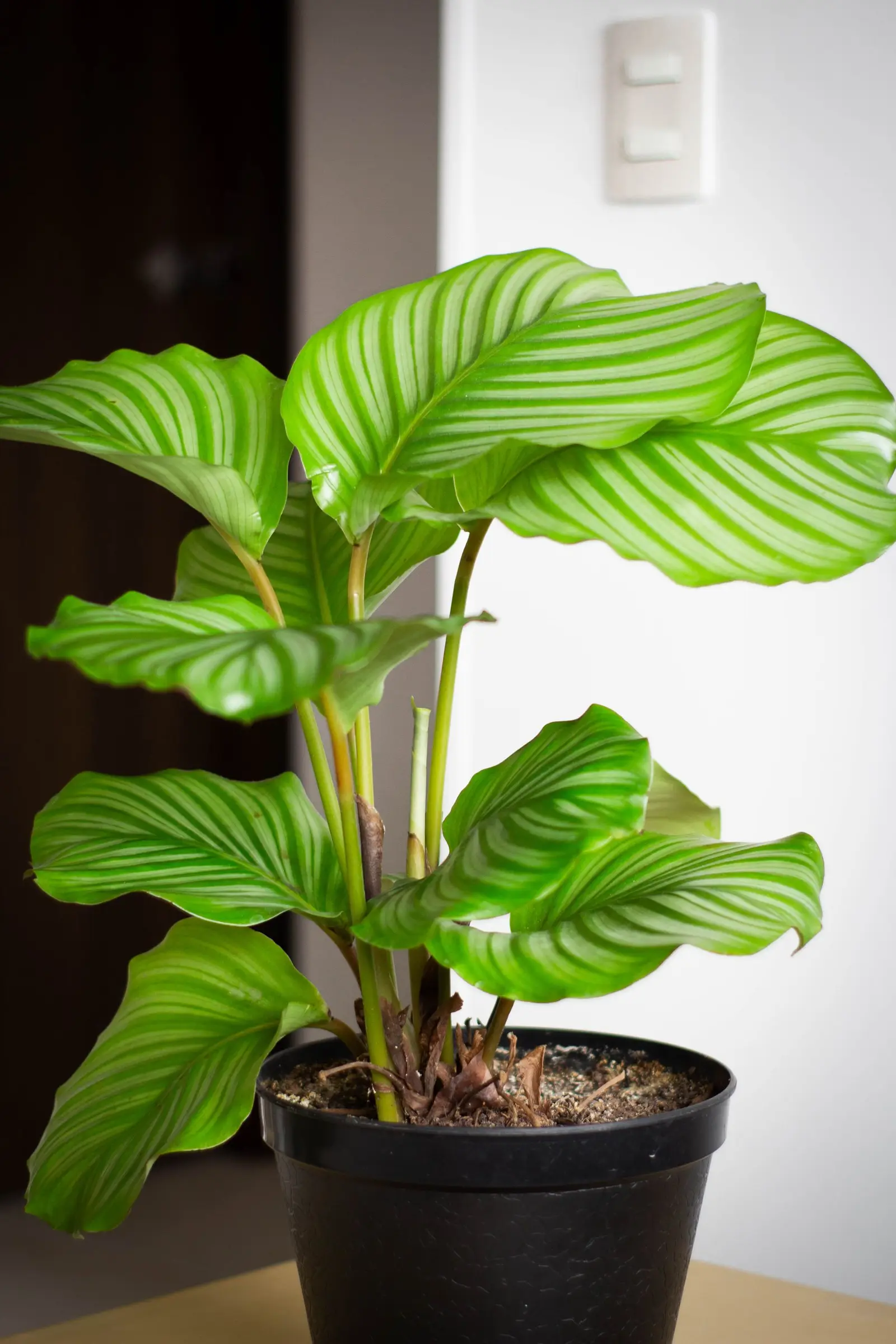 Lush and vibrant Calathea orbifolia plant in a pot, perfect for indoor decor and tropical plant lovers.