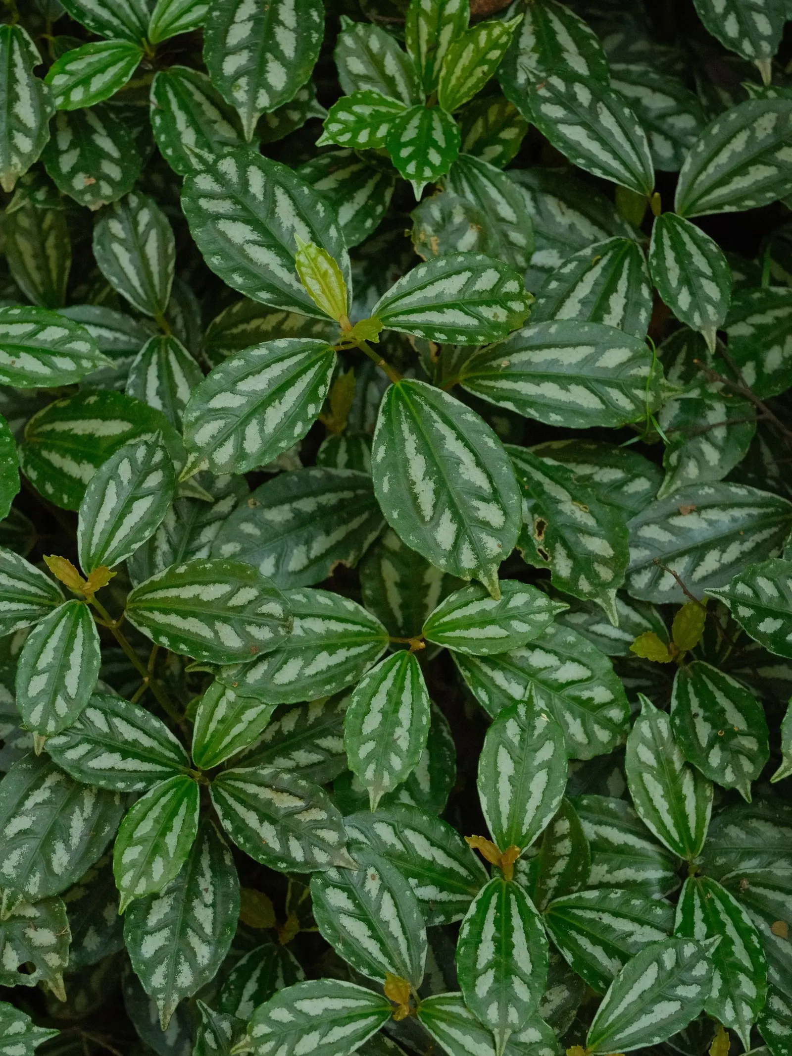 Vibrant close-up of Peperomia leaves showcasing lush green patterns.