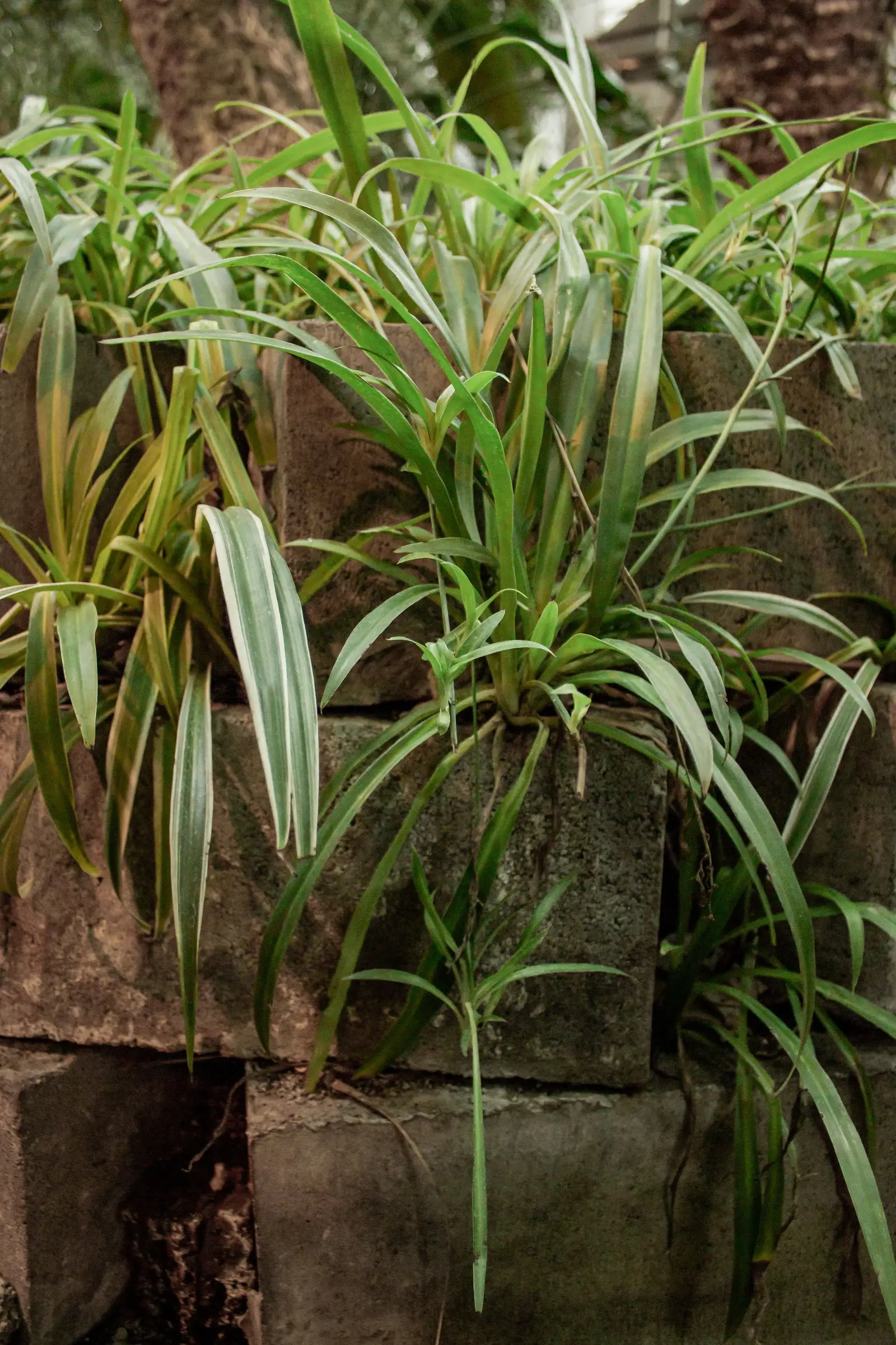 Vibrant spider plants cascading over a rustic stone wall in an indoor garden setting.