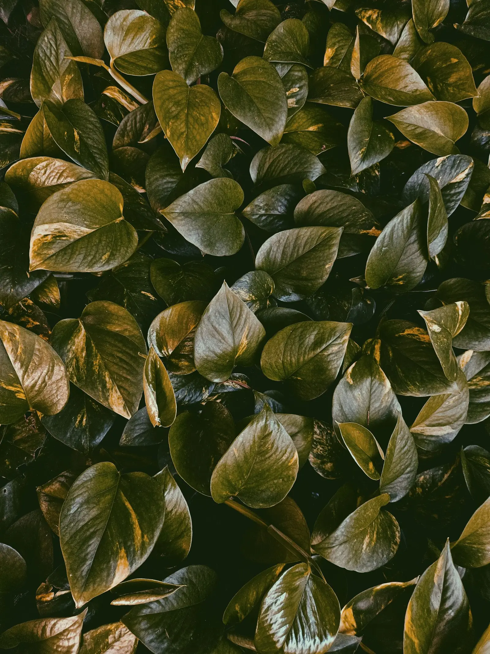 Close-up of lush pothos leaves with rich green hues, perfect for natural and botanical themes.