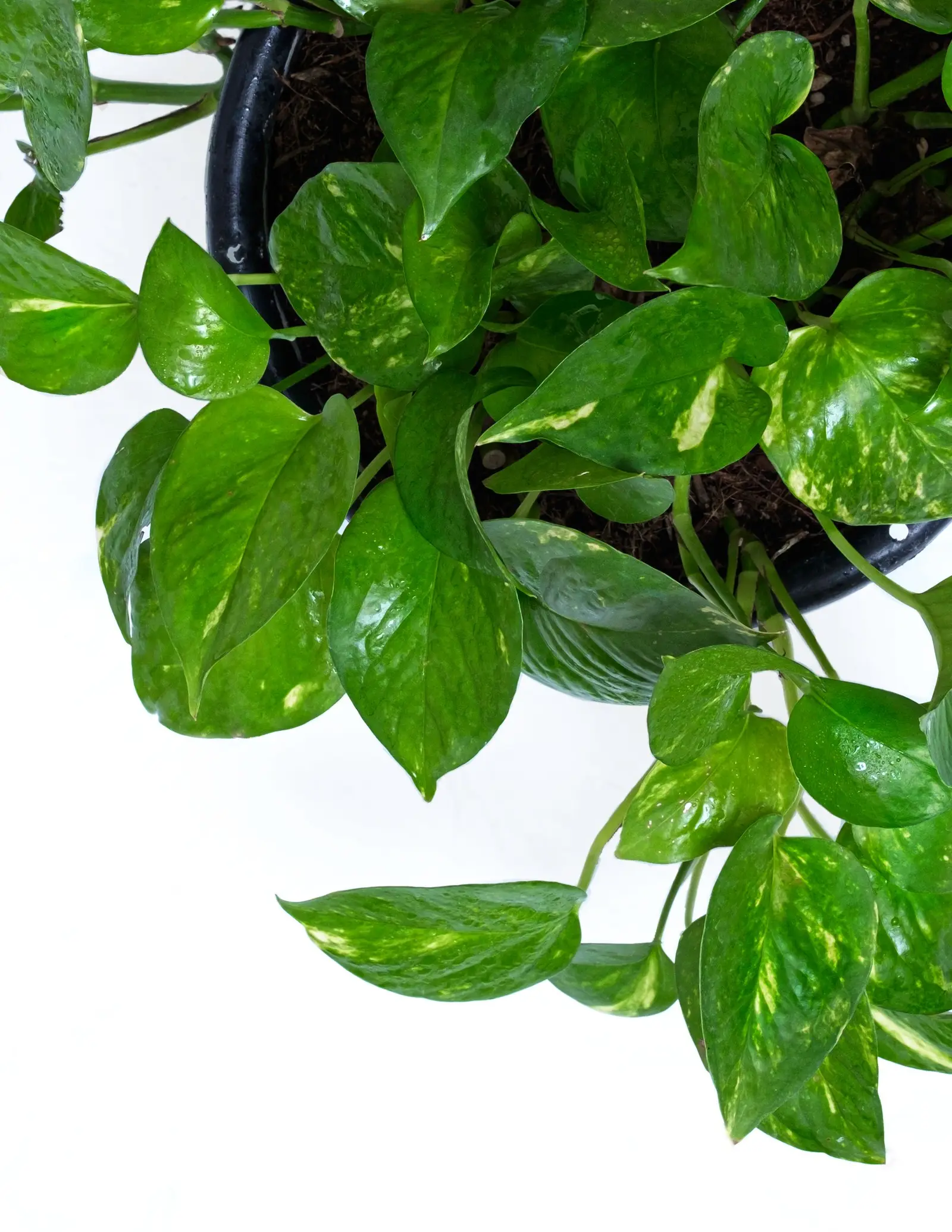 Close-up of vibrant golden pothos (Epipremnum aureum) leaves in a black pot against white background.